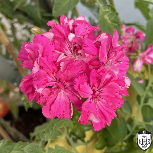 Pelargonium 'Pink Carnation' - Pelargoon 'Pink Carnation'